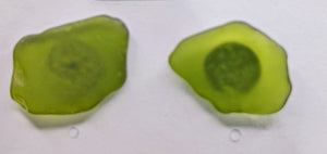 Olive green seaglass earrings