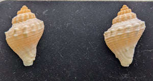 Whelk shell earrings