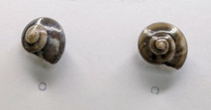 Dark brown spiral shells earrings