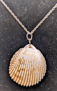 Prickly Cockle shell and seaglass necklace #2